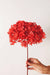 Idlewild Floral Co | Cherry Red Hydrangea Puff.