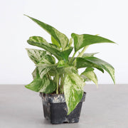 Marble Queen Pothos in 6 pot, showcasing green and white variegated leaves, ideal for new plant parents, available from Thorsen's Greenhouse.
