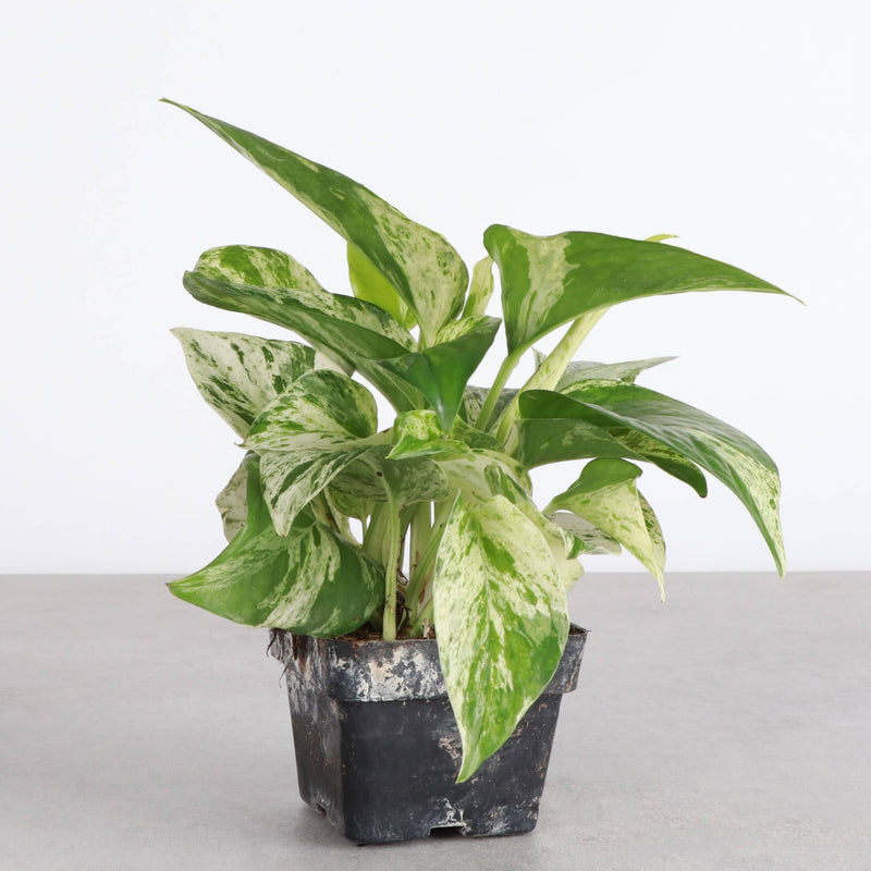 Marble Queen Pothos in 6 pot, showcasing green and white variegated leaves, ideal for new plant parents, available from Thorsen's Greenhouse.