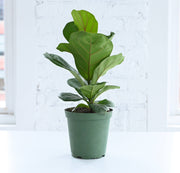 Thorsen's Greenhouse - Fiddle Leaf Fig Plant in a green pot, showcasing large glossy leaves, ideal for adding greenery to any space.