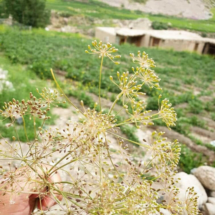 Burlap & Barrel | Wild Mountain Cumin.