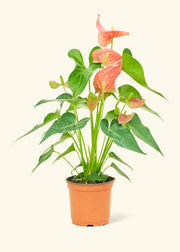 Rooted Anthurium 'Pink Flamingo' potted houseplant with lush green leaves and distinctive flowers, available in 4 or 6 pot.