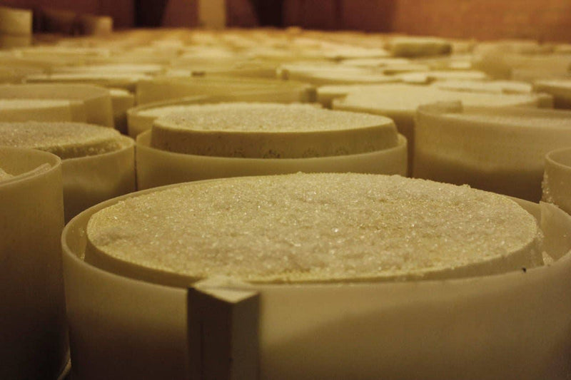 Nicola's Marketplace - Genuine Fulvi® Pecorino Romano DOP: 7 Ounces, freshly pressed cheese rounds with salt crystals, awaiting aging in plastic molds.