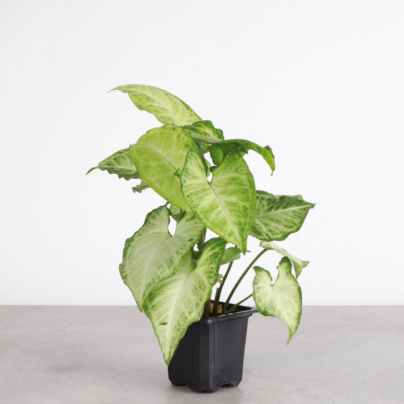 Thorsen's Greenhouse - Assorted Butterfly Syngonium: Robust plant in a 3 pot, ideal for low-light home spaces, arriving in a grower's pot.