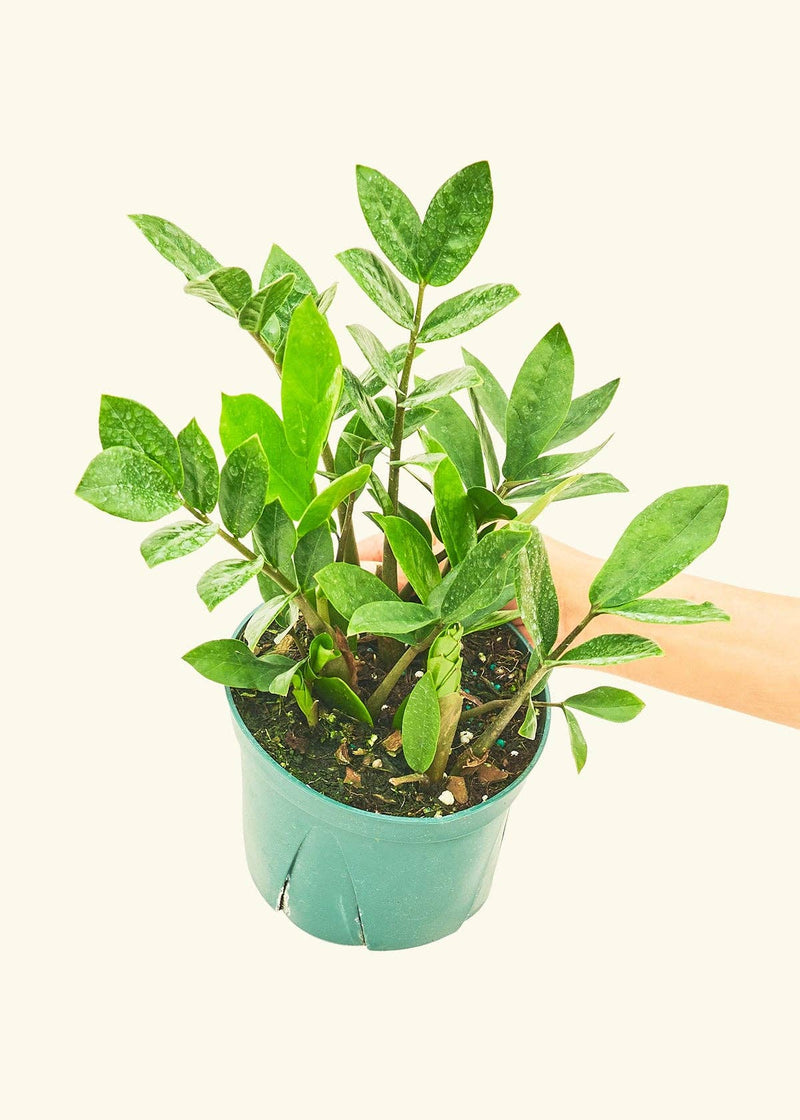 Rooted - ZZ Plant in a 4 or 6 pot, held by a hand, showcasing lush green foliage. Perfect for homegrown decor from Athens Cooks.