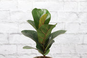 Fiddle Leaf Fig Plant in a pot, showcasing large glossy leaves; sold by Thorsen's Greenhouse in a 4 pot. Ideal for home decor.