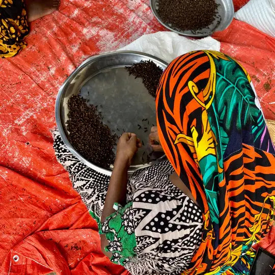 Person sorting beans on a tray, illustrating the sourcing process of Burlap & Barrel - Curry - Single Origin Spice Blend: 1.8 oz glass jar from Zanzibar farmers.