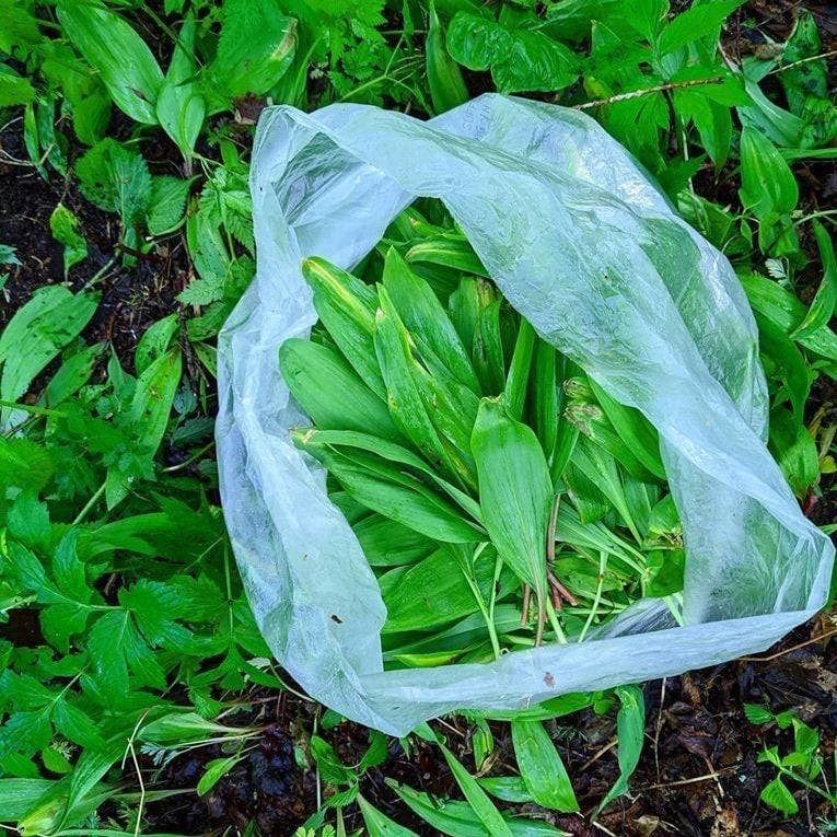 Burlap & Barrel Wild Ramps in a translucent bag, showcasing freshly harvested, long, smooth leaves, ideal for seasonal seasoning and culinary creativity at Athens Cooks.