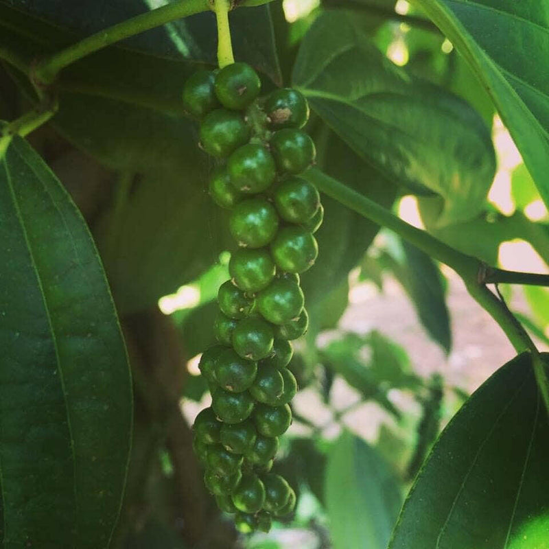 Burlap & Barrel | Zanzibar Whole Black Peppercorns.