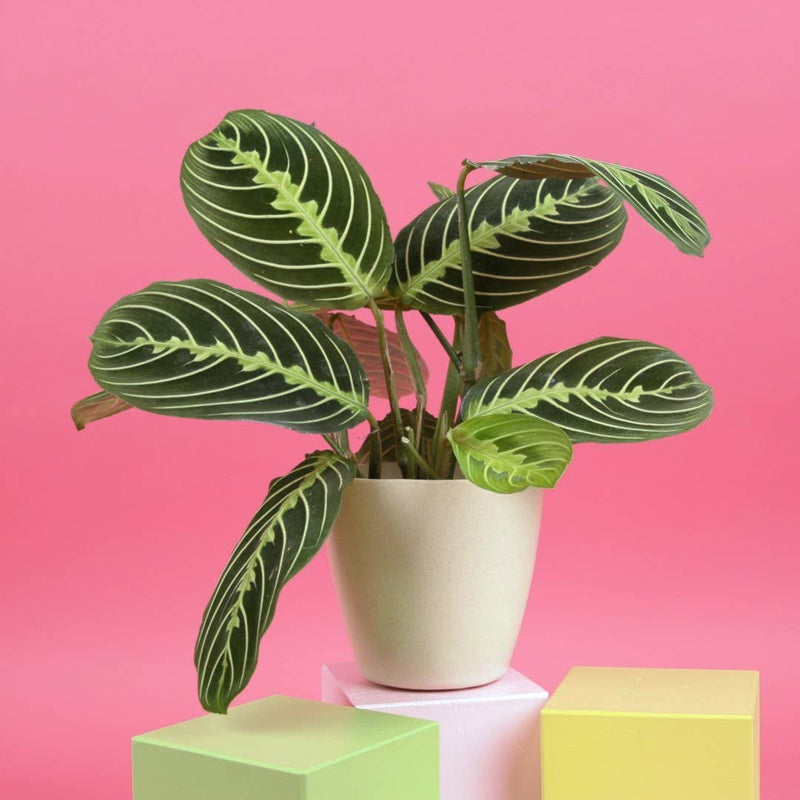Lemon Lime Prayer Plant in a 4 pot, showcasing vibrant green leaves with distinctive striping. Ideal for indirect sunlight, pet-safe, with drainage.