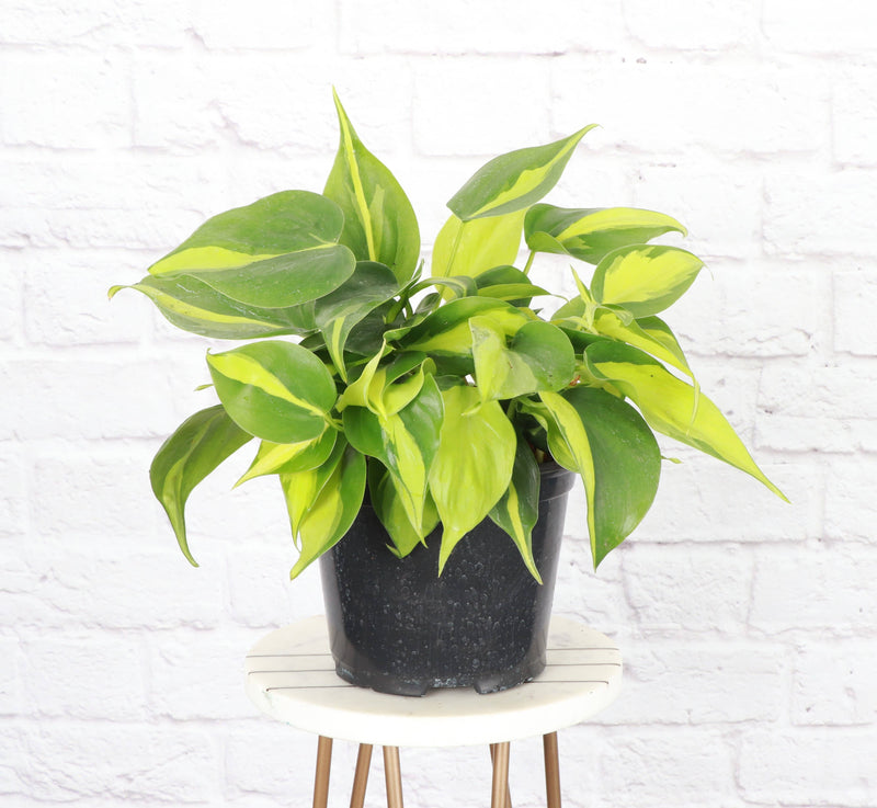 Brazil Philodendron in 4 pot, showcasing its green and yellow variegated leaves, ideal for low-maintenance indoor decor.