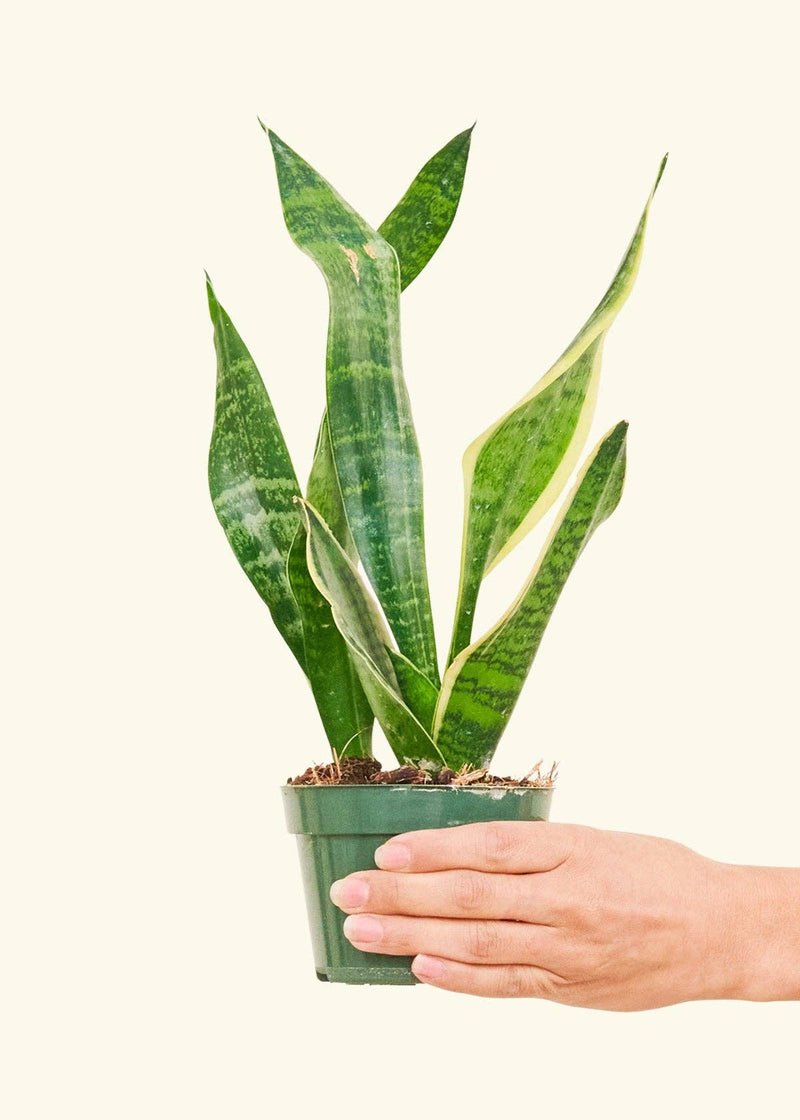 Hand holding a Snake Plant 'Laurentii' in a small nursery pot, showcasing its vibrant green leaves. Suitable for home decor, shipped from a central Florida greenhouse.