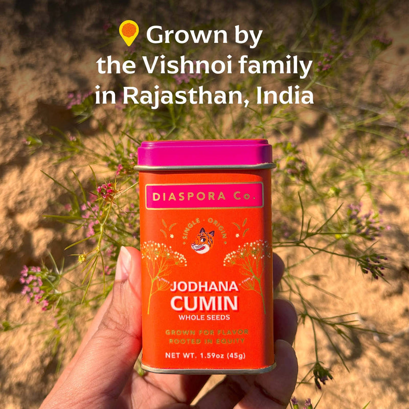 Diaspora Spices Co. - Jodhana Cumin (Whole Seeds): 45g tin held in hand, sourced from Rajasthan, India, showcasing single-origin cumin grown by Vishnoi family.