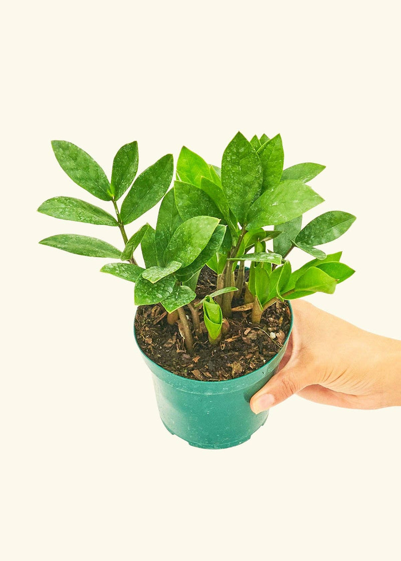 ZZ Plant (Zamioculcas zamiifolia) in a nursery pot held by a hand, showcasing lush green leaves, ideal for home decor.
