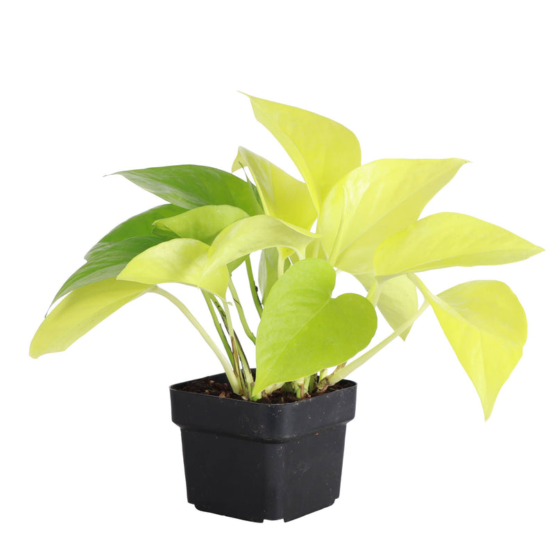 Thorsen's Greenhouse - Neon Pothos Plant in a black pot, showcasing vibrant yellow/green foliage, ideal for indoor decor. Available in 3 pot size.