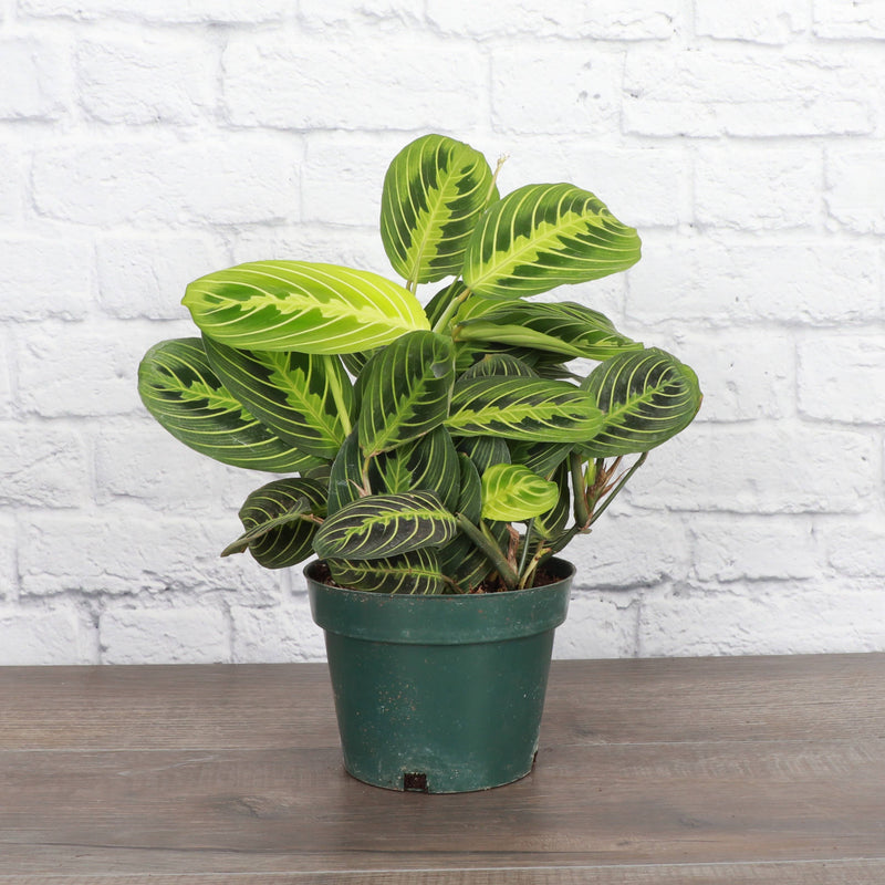 Lemon Lime Prayer Plant in a 4 pot, showcasing vibrant green leaves with intricate patterns, ideal as a pet-safe, trailing houseplant.