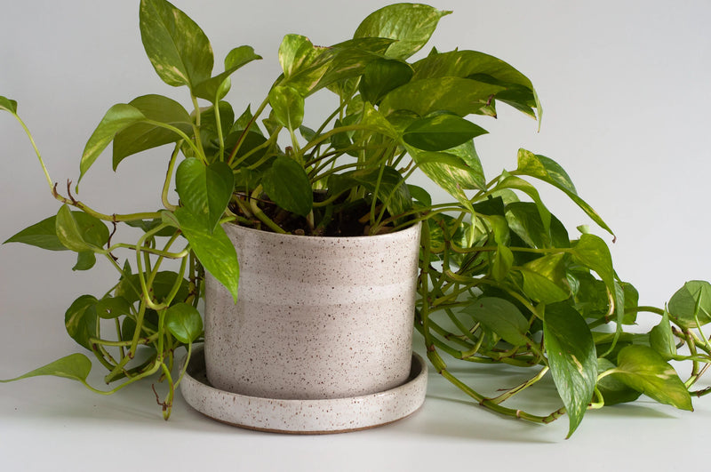 RachaelPots | Salad Dressing Bowl, Yellow