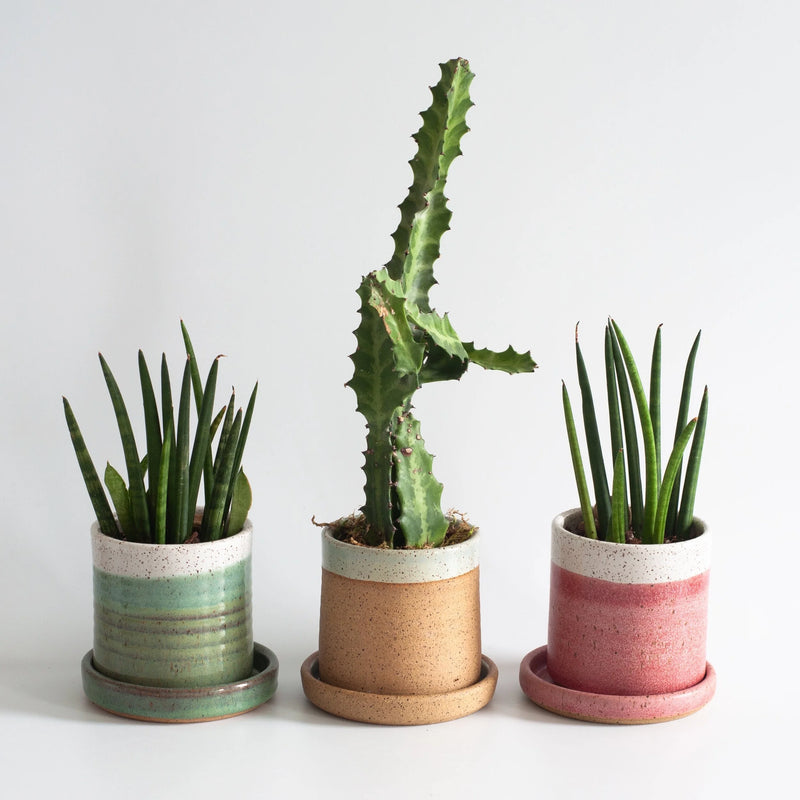 RachaelPots | Salad Dressing Bowl, Coral