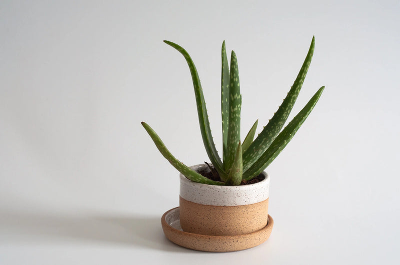 RachaelPots | Salad Dressing Bowl, Coral