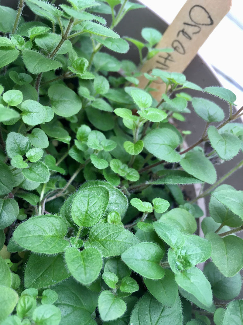 Backyard Safari Company | Herb Garden Grow Kit