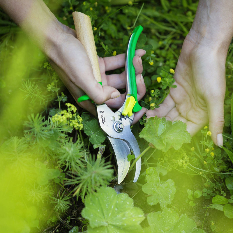 Opinel | Gardening Hand Pruners, Green, with stainless steel blade and wooden handle, snipping stems in a leafy garden patch, demonstrating precision and versatility.