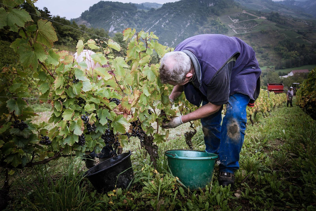 Renardat-Fache | Cerdon de Bugey (Demi-Sec Sparkling)