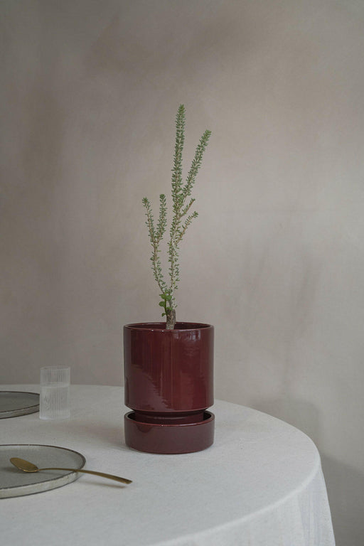 Bergs Potter | Hoff Glazed Collection - 7.1 in-18 cm - Quartz Rose - Saucer displayed with a houseplant in a terracotta pot, showcasing minimalist Scandinavian design.