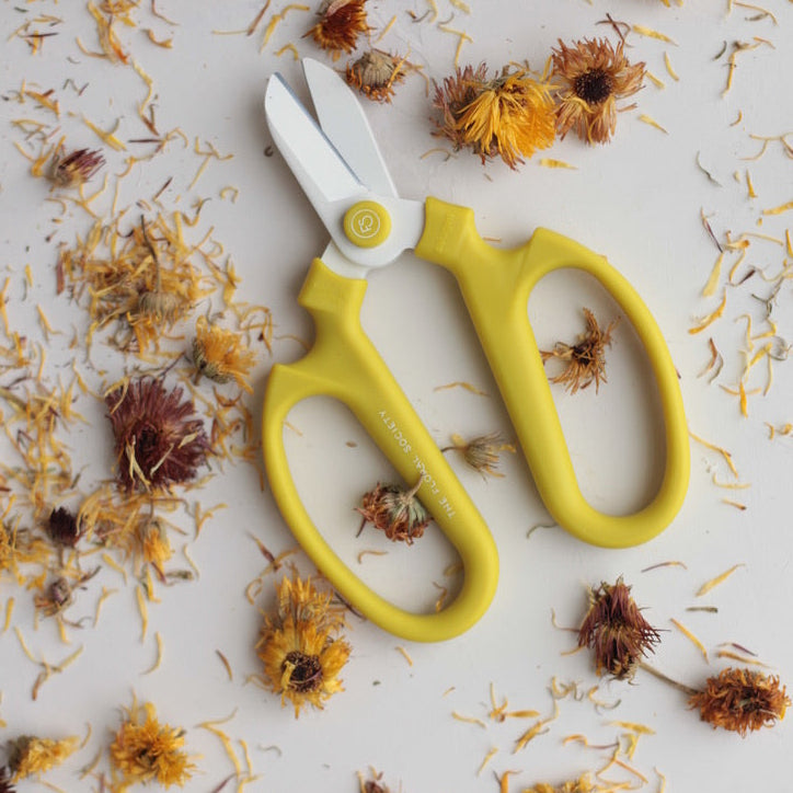 The Floral Society | Japanese Floral Clippers, Citrine, surrounded by dried flowers, ideal for precise trimming and pruning in kitchen or garden tasks.