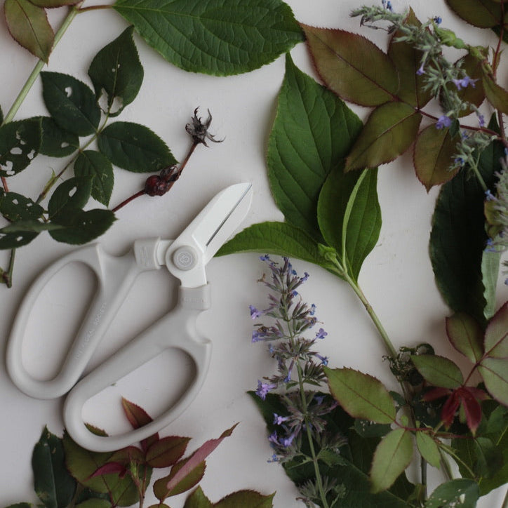 The Floral Society | Japanese Floral Clippers, Citrine, surrounded by cut rose stems and leaves, showcasing their precision craftsmanship ideal for gardening and floral arrangements.