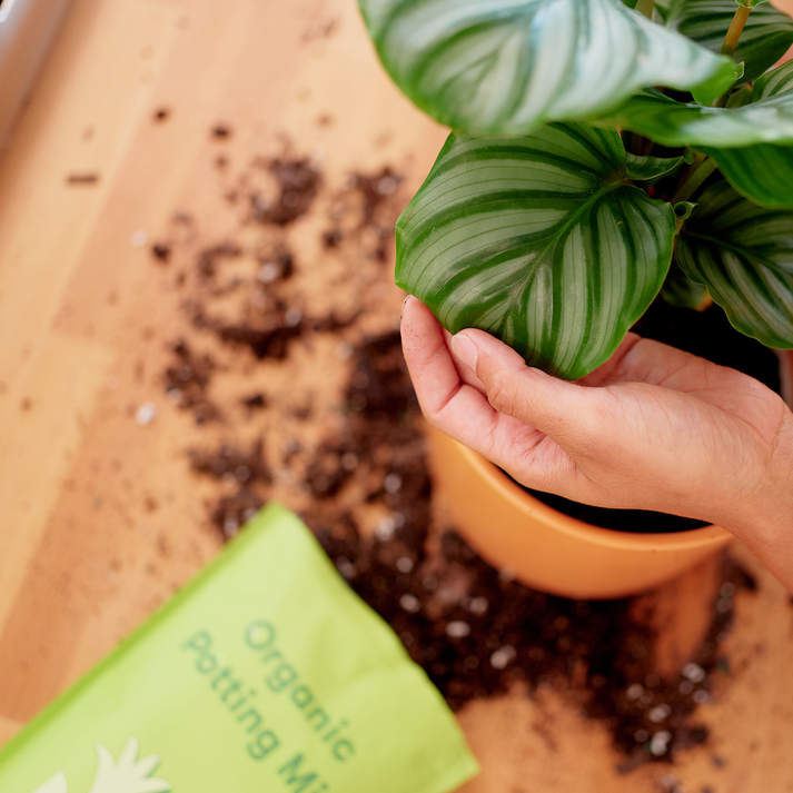 Rooted | Organic Potting Mix - Arid displayed with a potted houseplant, featuring a hand touching its leaf, beside spilled soil and a labeled green bag.