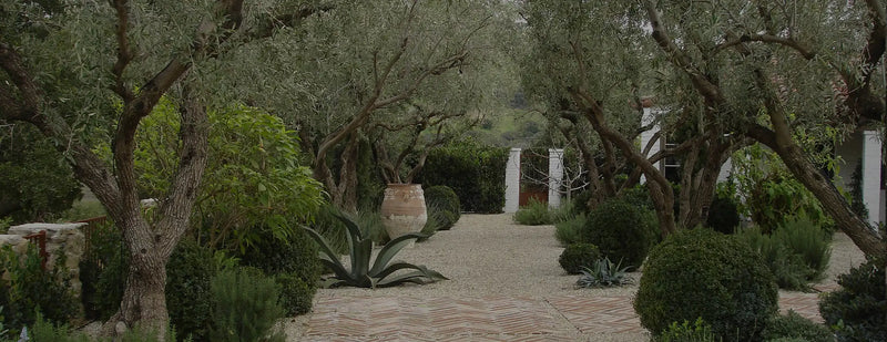 Ancient Olive Trees | Dirty Martini Juice