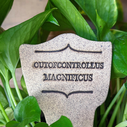 Comic Latin Plant Stake - Weedis Victorious, showcasing a handcrafted stoneware stake with witty plant label, perfect for adding humor to your garden.