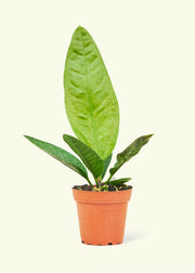 Rooted | Potted Plants - Velvet Leaf Philodendron, showcasing soft, shimmering leaves with new growth transitioning from pink to coppery-green, adding lush elegance to kitchen spaces.