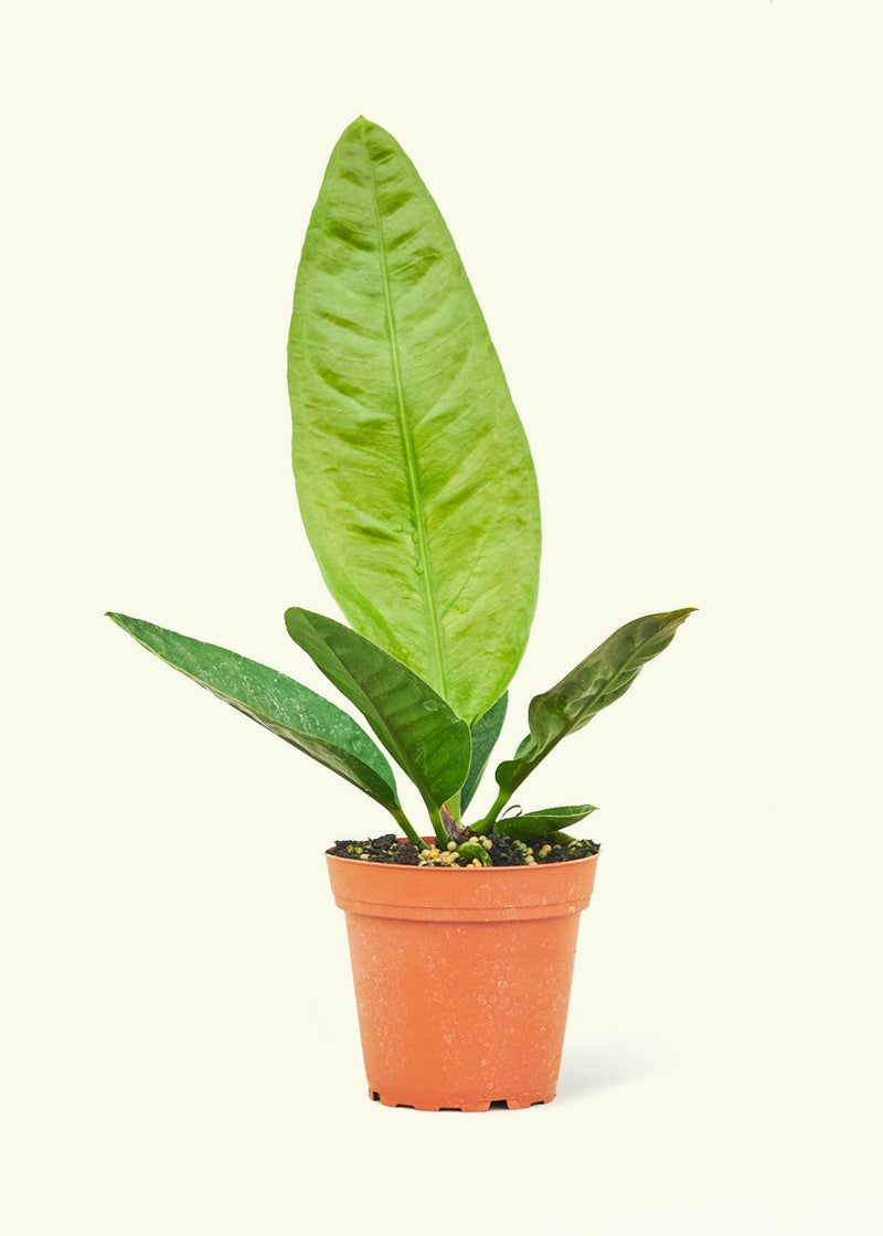 Rooted | Potted Plants - Velvet Leaf Philodendron, showcasing soft, shimmering leaves with new growth transitioning from pink to coppery-green, adding lush elegance to kitchen spaces.