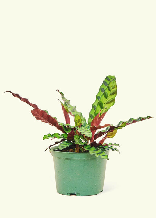 Rooted | Potted Plants - Velvet Leaf Philodendron: A potted plant with soft, shimmering leaves, perfect for adding a touch of elegance to any kitchen space.