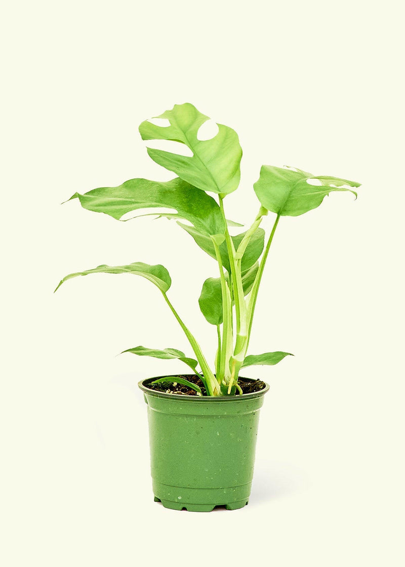 Close-up of a Velvet Leaf Philodendron, showcasing its soft, shimmering leaves ideal for adding lush greenery to any kitchen or home space.