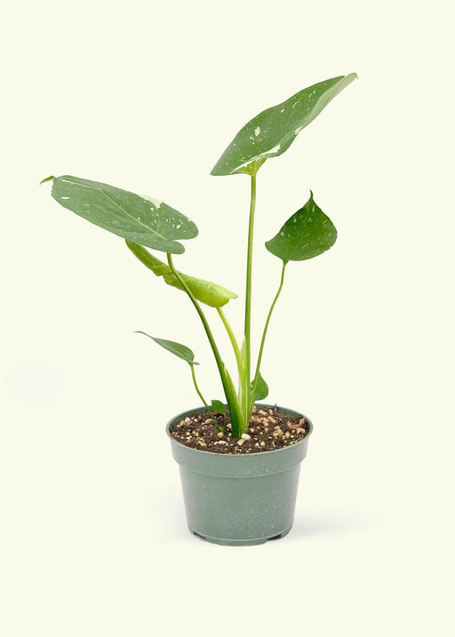 Velvet Leaf Philodendron from Rooted, showcasing soft, shimmering leaves with new pink growth. Perfect for adding elegance to your kitchen space with minimal care.