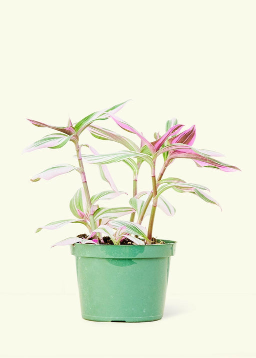 Velvet Leaf Philodendron in a green pot, featuring soft, shimmering leaves with pink new growth and a dark, coppery-green mature color.