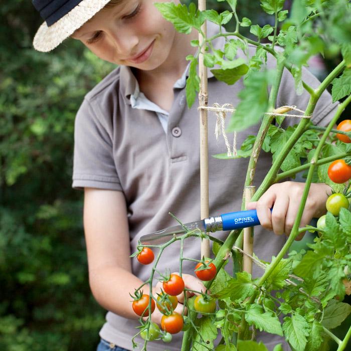 A young person uses an Opinel | N°7 First Opinel Folding Knife to harvest ripe cherry tomatoes from a vine, demonstrating safe knife skills.