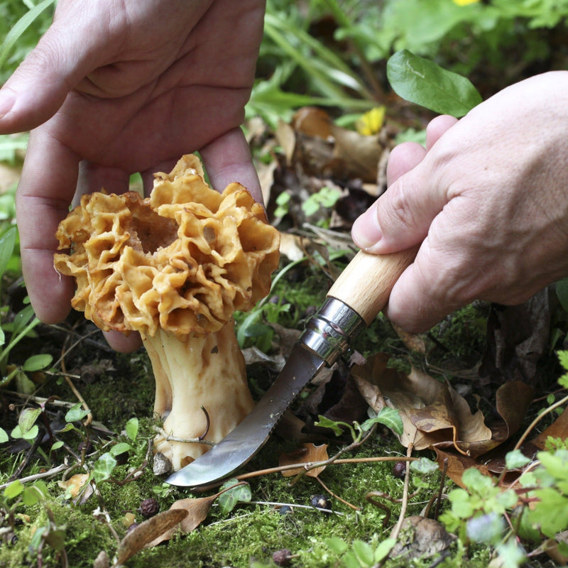 Opinel | N°8 Mushroom Knife + Brush