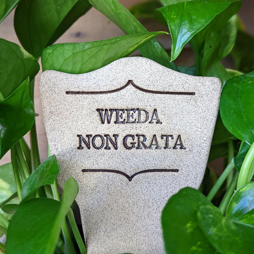 Comic Latin Plant Stake labeled Weedis Victorious, made from durable stoneware, ideal for adding humor and charm to outdoor or indoor gardens.
