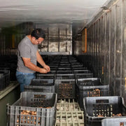 Man inspecting black crates filled with fermenting garlic bulbs, part of Burlap & Barrel - Black Garlic - Single Origin Spice & Seasoning, inside a refrigerated storage area.