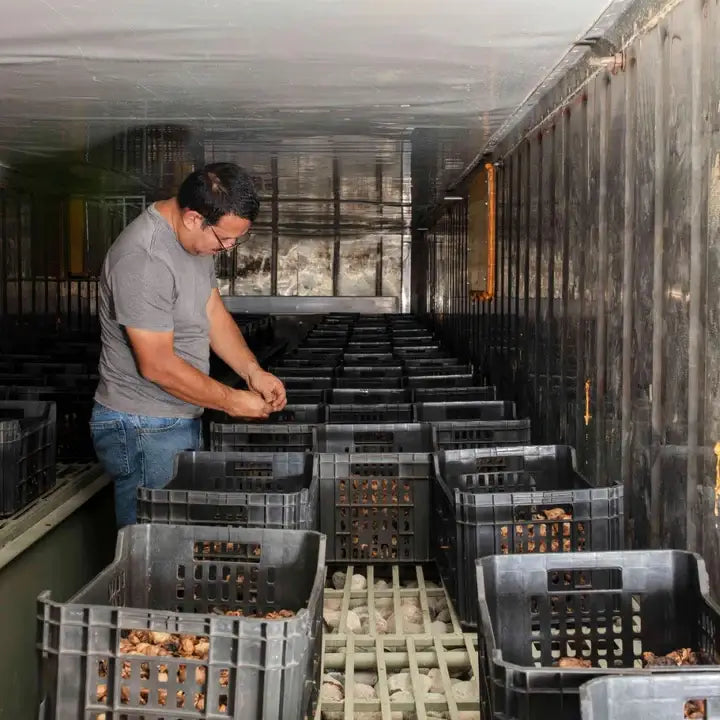 Man inspecting black crates filled with fermenting garlic bulbs, part of Burlap & Barrel - Black Garlic - Single Origin Spice & Seasoning, inside a refrigerated storage area.