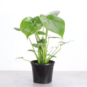 Monstera Deliciosa in black plastic pot, showcasing large, fenestrated leaves. Available in 6 pot size, ideal for indoor growth.