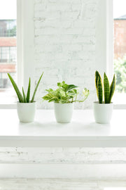 Thorsen's Greenhouse - Marble Queen Pothos Plant in a 6 pot, showcasing variegated leaves, ideal for new plant parents, displayed among other potted plants.