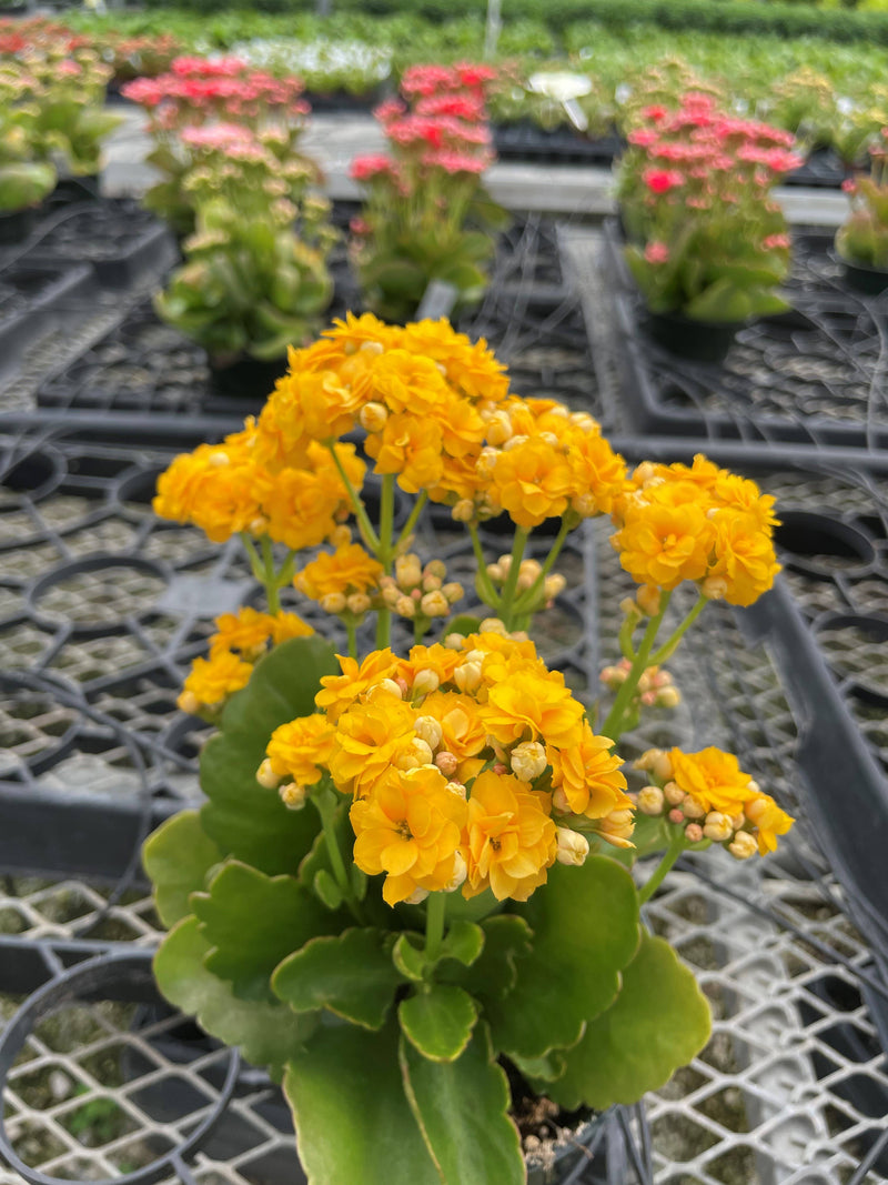 Thorsen's Greenhouse - Flowering Calandiva - Kalanchoe, featuring vibrant yellow blooms, in a 4 growers pot, perfect for gifting or brightening indoor spaces.