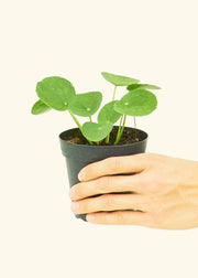 Hand holding a Pilea peperomioides in a nursery pot, showcasing the Rooted - Chinese Money Plant, available in 4 or 6 pots.
