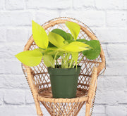 Thorsen's Greenhouse - Neon Pothos Plant in a 3 pot, displayed on a wicker chair, showcasing vibrant leaves ideal for indoor decor.