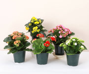 Thorsen's Greenhouse - Flowering Calandiva - Kalanchoe: A vibrant potted plant with double-petaled flowers in a 4 pot, ideal for gifting.