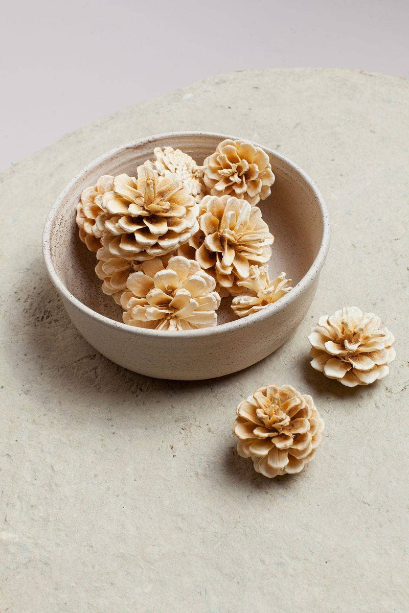 Idlewild Floral Co. | White Pinecones